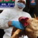 h3n8 avian influenza transmission to humans how dangerous is it 120226