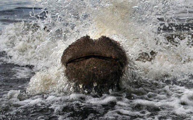 A mother hippopotamus charging at the boat