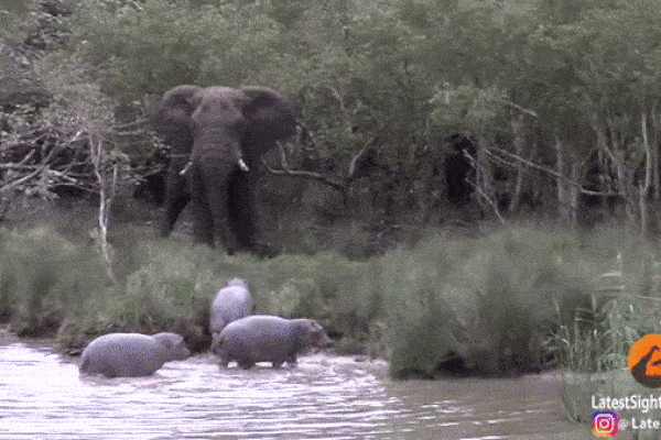 This is the first time in their lives that hippos have faced such a large elephant.
