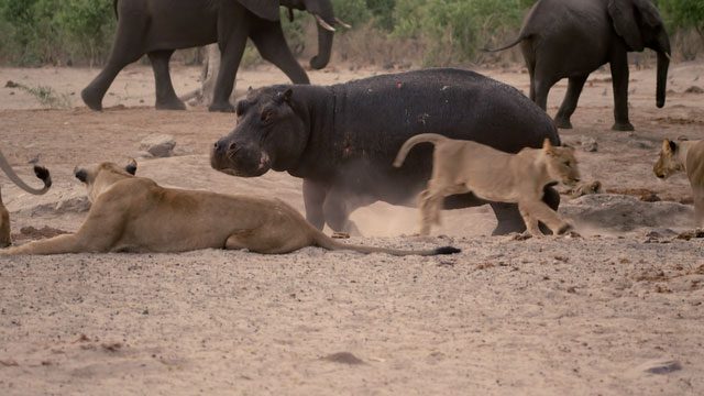 An angry hippopotamus with "bloodshot" eyes obstructed.