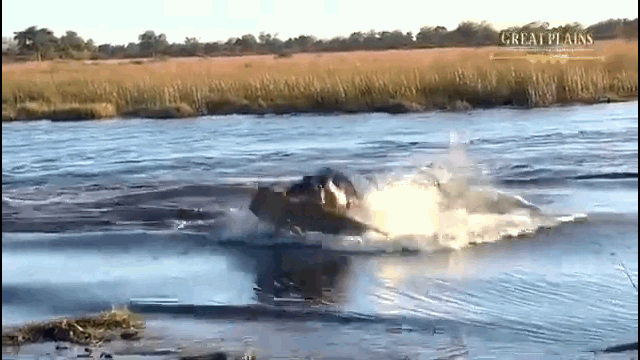 The hippopotamus attacks the nearest lion, forcing the opponent to flee.