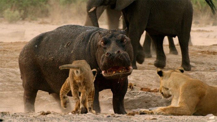 Hippopotamus is a large animal living in Africa