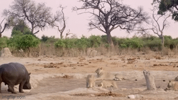 Hippopotamus fighting with a pride of lions for water.