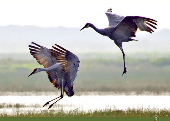 The Gray Crane in Elk Grove has a monogamous relationship like humans.