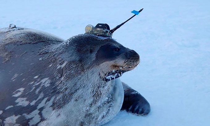 Weddell Seal