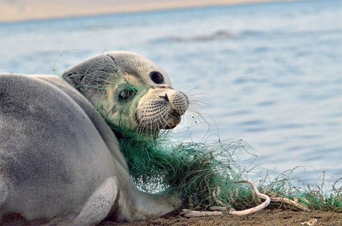 A Caspian seal caught in a net.