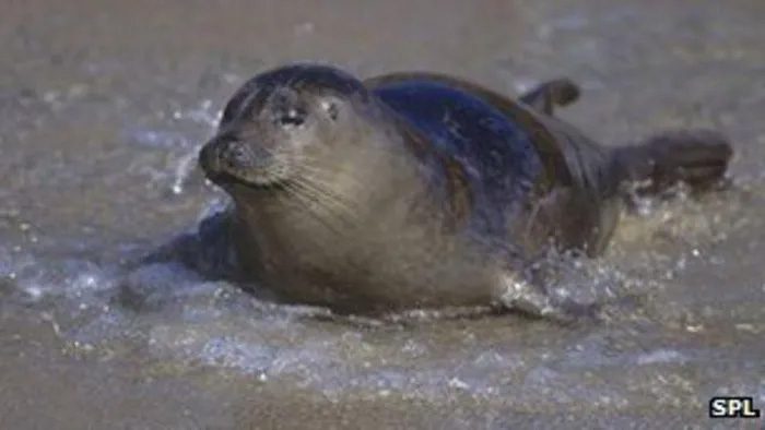 Seals in the U.S. have also been victims of the H3N8 avian influenza virus.
