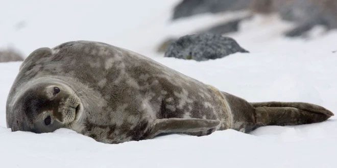 Weddell seal