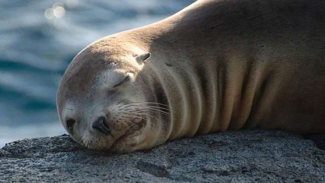A seal sleeping in unihemispheric sleep.