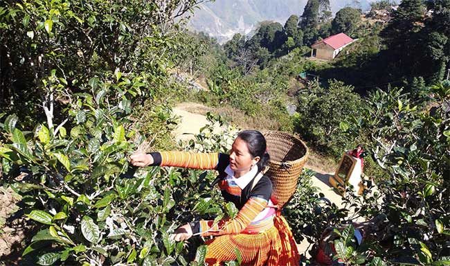 A H'Mong woman picking tea.