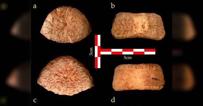 Excavated vertebra from different angles