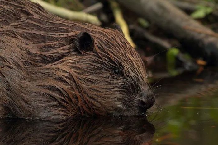 Eurasian Beaver