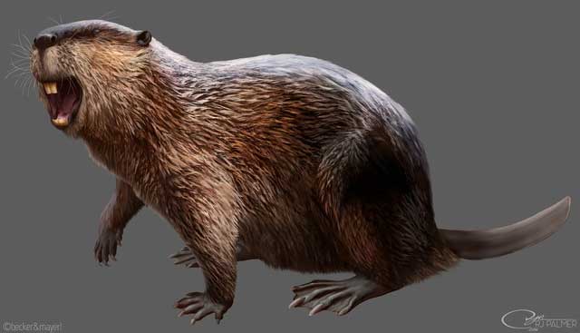 Castoroides, or the giant beaver