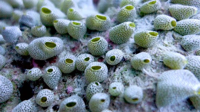 Sea cucumber