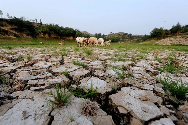 Sheep grazing in a water reservoir during a drought in Henan Province, China.