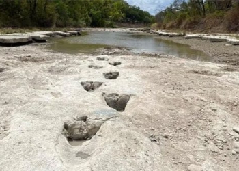 han han has helped scientists discover dinosaur traces from 113 million years ago 122566