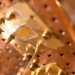 harvard successfully develops a biochip compatible with quantum computers 121529
