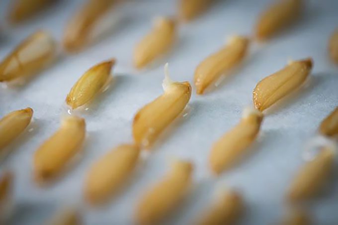 Rice seeds sprouting on February 26, 2021, after a lunar mission aboard Chang'e-5