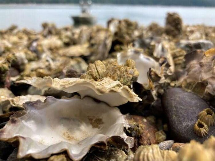 Dead oysters along the coast of Washington State, USA