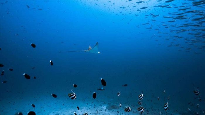 The underwater expedition will document the condition of this marine area for appropriate protective measures.