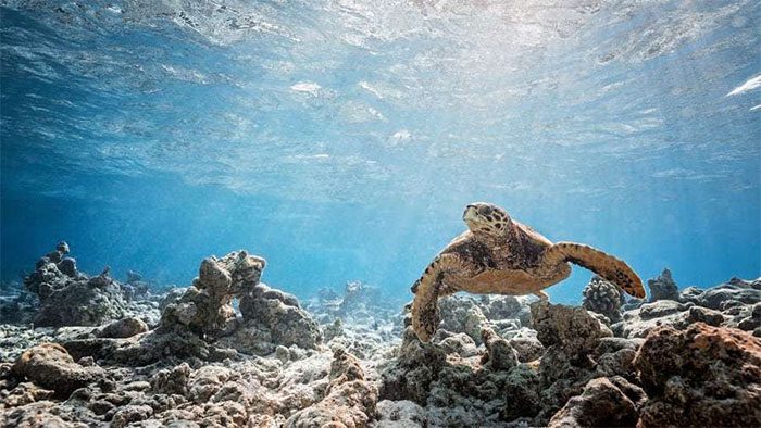 The Maldives is a favorite for diving enthusiasts.