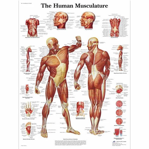 Illustration of the muscular systems in humans.