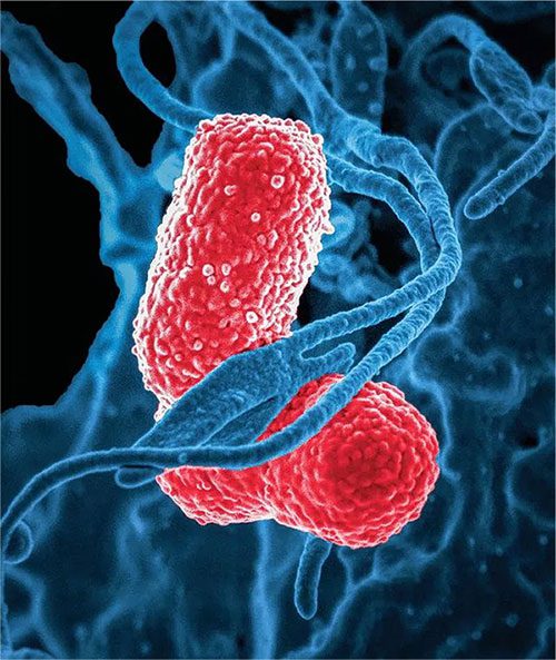 Composition of Human Gut Microbiome Changes Over Time
