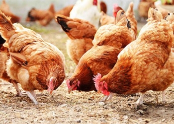 health ministry information on h5n1 flu infection in first person after 8 years warning of risk of outbreak 123672