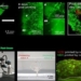 heart in 3d can maintain rhythm for 6 months 119787