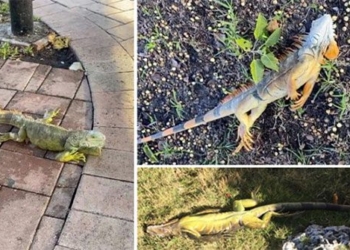 heatwave causes people to faint and many fall to the ground 118565