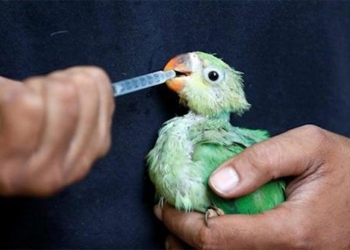 heatwave in india birds are falling from the sky 120504