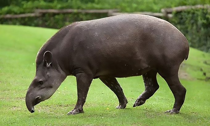 South American tapir.