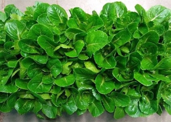 herbs help astronauts improve health on long mission to mars 119595