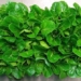 herbs help astronauts improve health on long mission to mars 119595