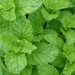 herbs that help reduce joint pain after covid 19 120122