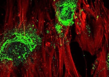 high frequency sound wave therapy stem cell regeneration in bone tissue in just 5 days 119644