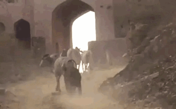 The tiger lunges at the last cow in the herd, knocking it down and killing its prey.