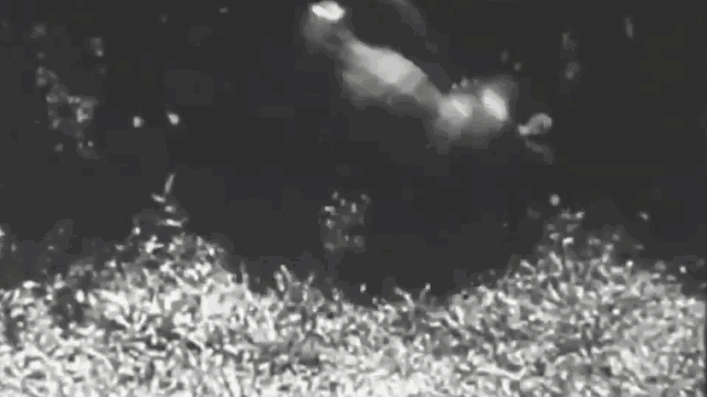 A mistake that led to the tiger being attacked in return and ultimately losing its life.