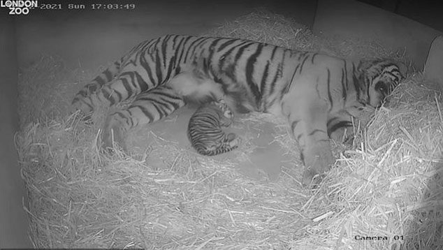 The 10-year-old tiger demonstrates excellent mothering skills