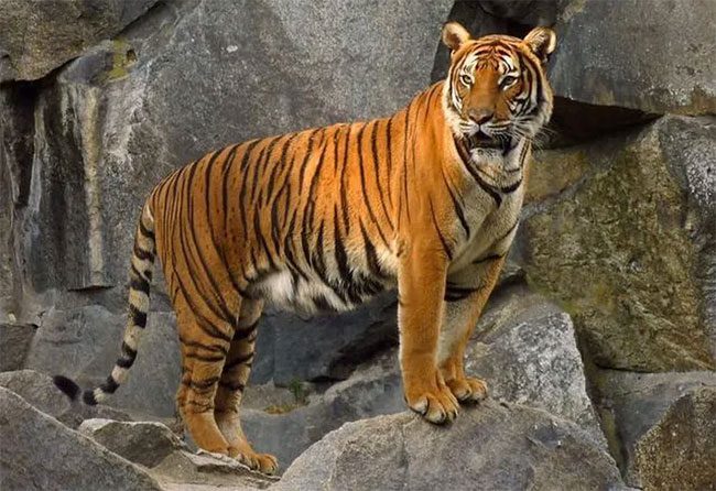 Indochinese Tiger