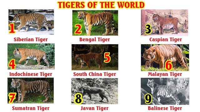 The species marked in black are extinct.