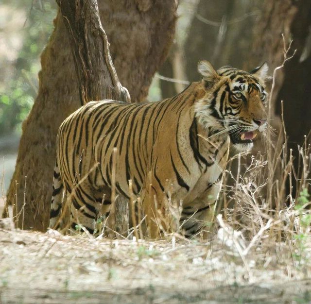 The ancestors of modern tigers are ancient Chinese cats.