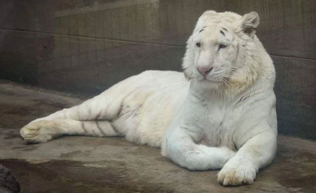 The white tiger is not an independent subspecies but a gene mutation.