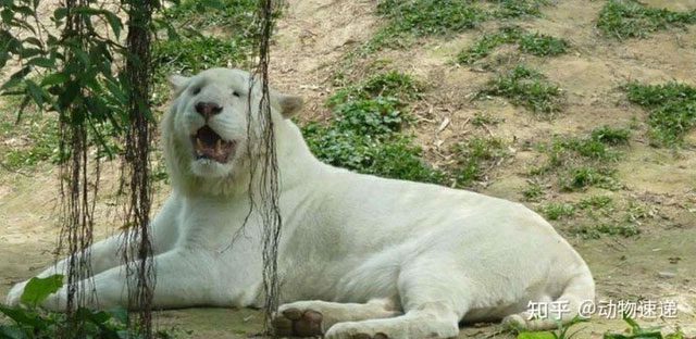 The snow tiger is another variant based on the white tiger.
