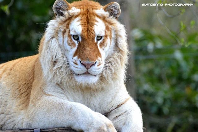 The yellow tiger is a beautiful variant of the tiger, primarily displaying light brown stripes on a yellow background.