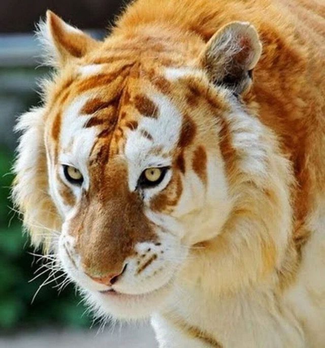 The probability of the yellow tiger appearing is much lower than that of the white tiger.