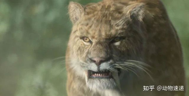 Generally, mutant tigers rarely survive to full adulthood.
