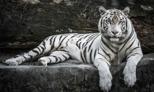The White Tiger actually exists in real life.