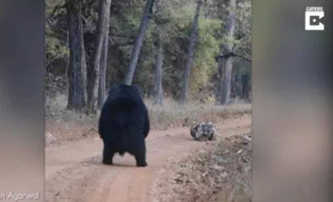 The bear appears aggressive while the Bengal tiger remains calmer.