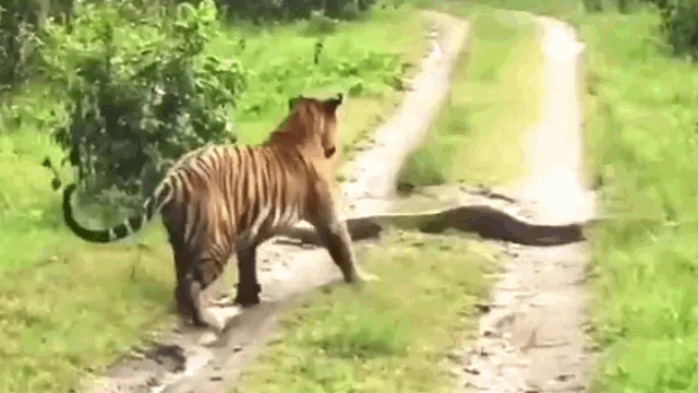 Tigers are very intelligent and always know how to avoid unnecessary confrontations.